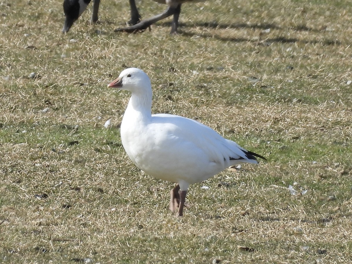 Ross's Goose - Christina Sabochick