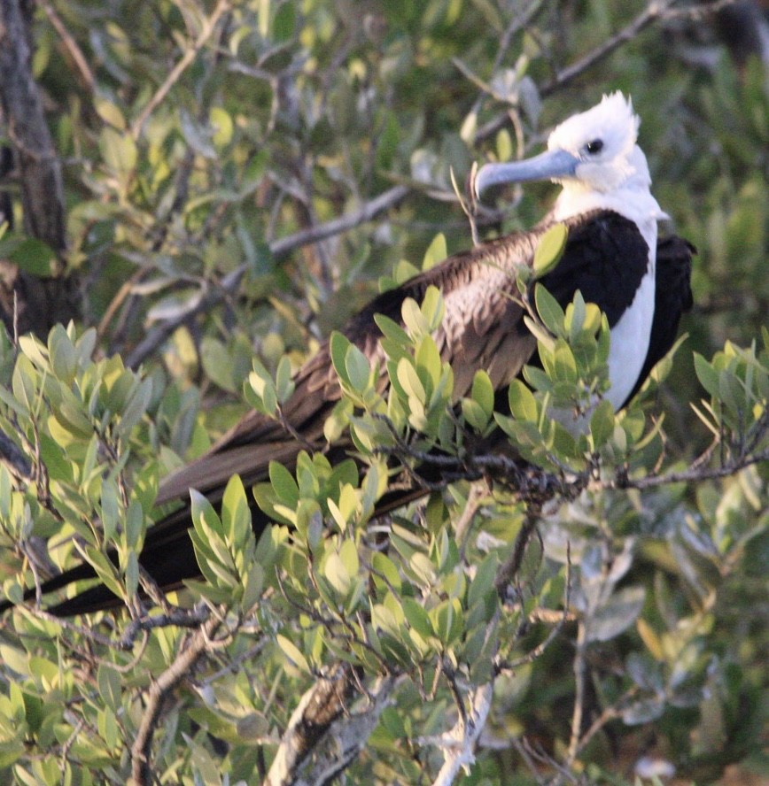 Magnificent Frigatebird - ML615020695