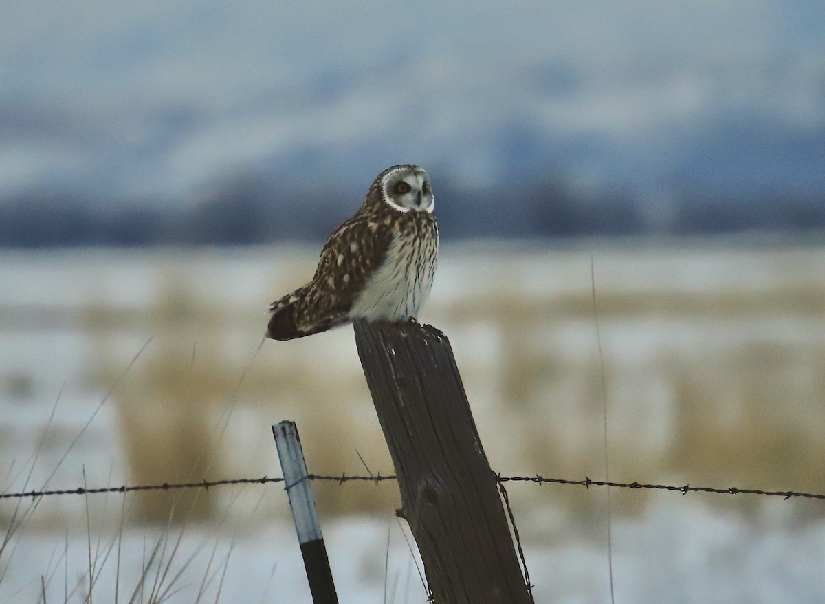 Short-eared Owl - ML615020697