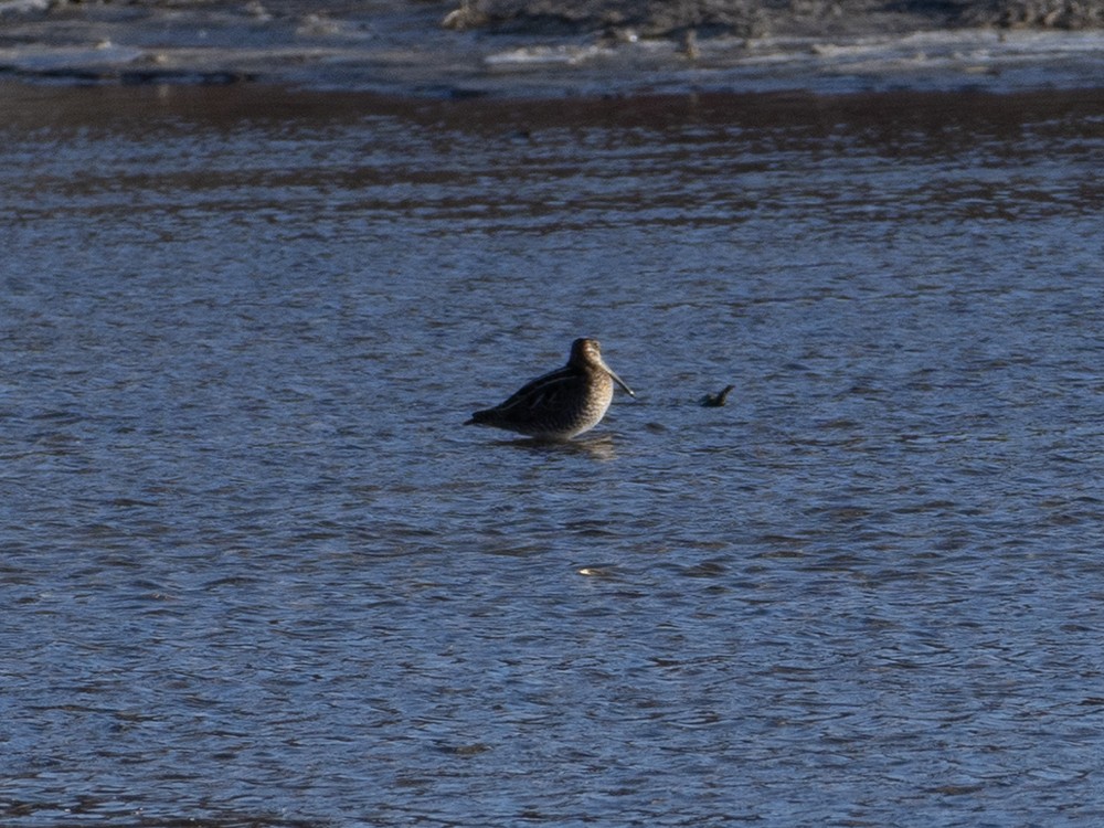 Wilson's Snipe - ML615020753