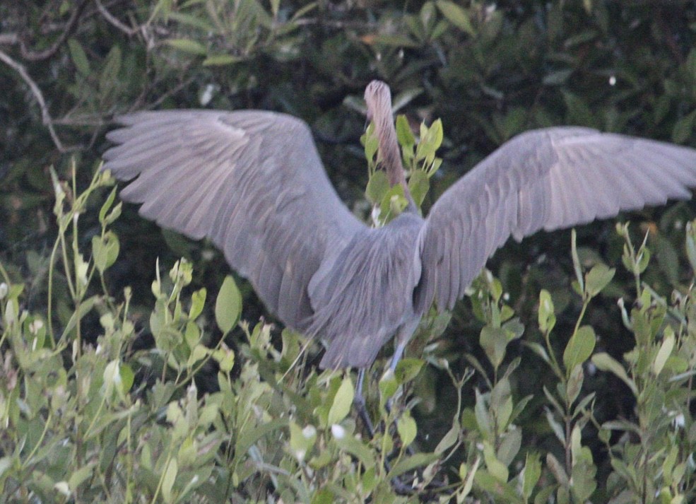 Reddish Egret - ML615020756