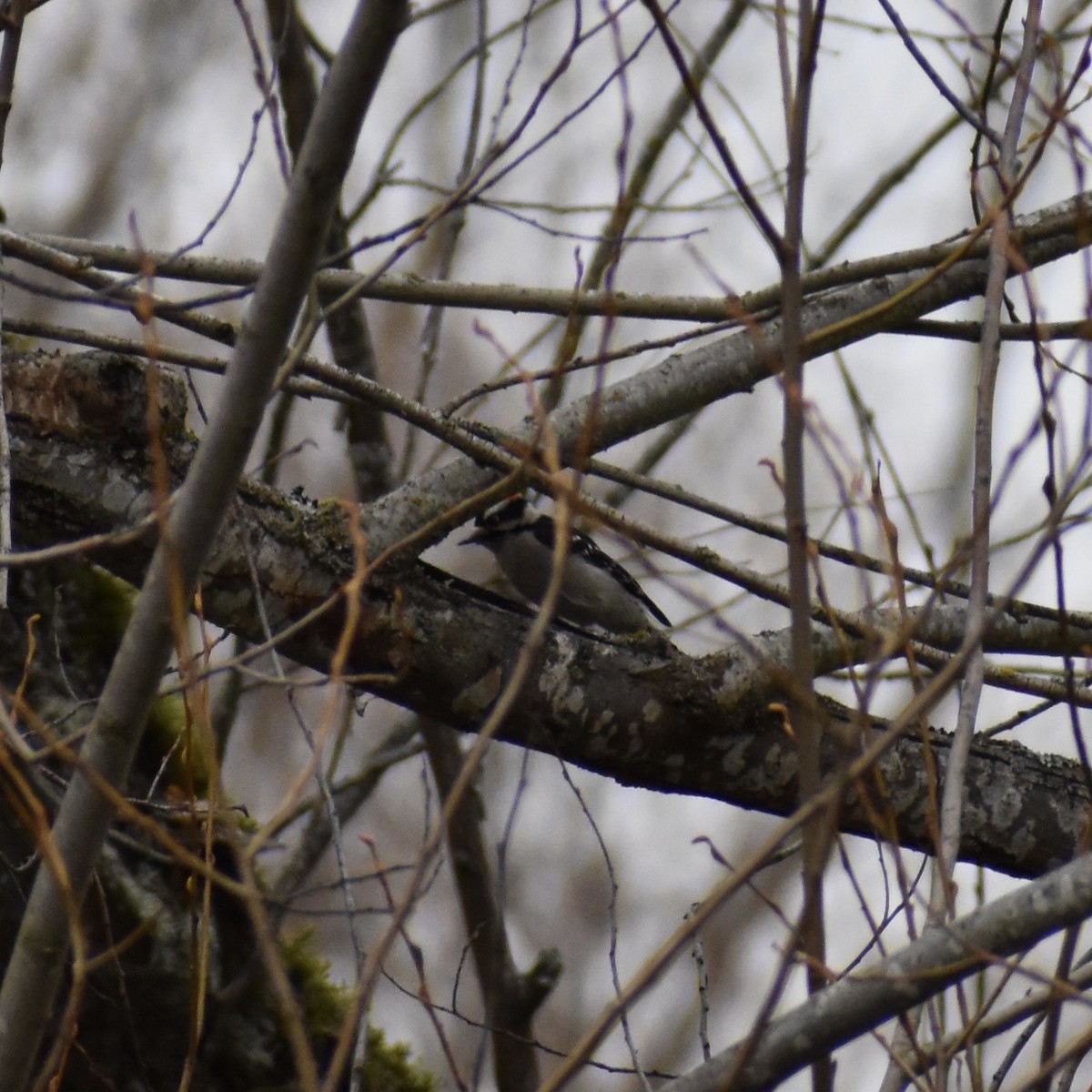 Downy Woodpecker - ML615020779