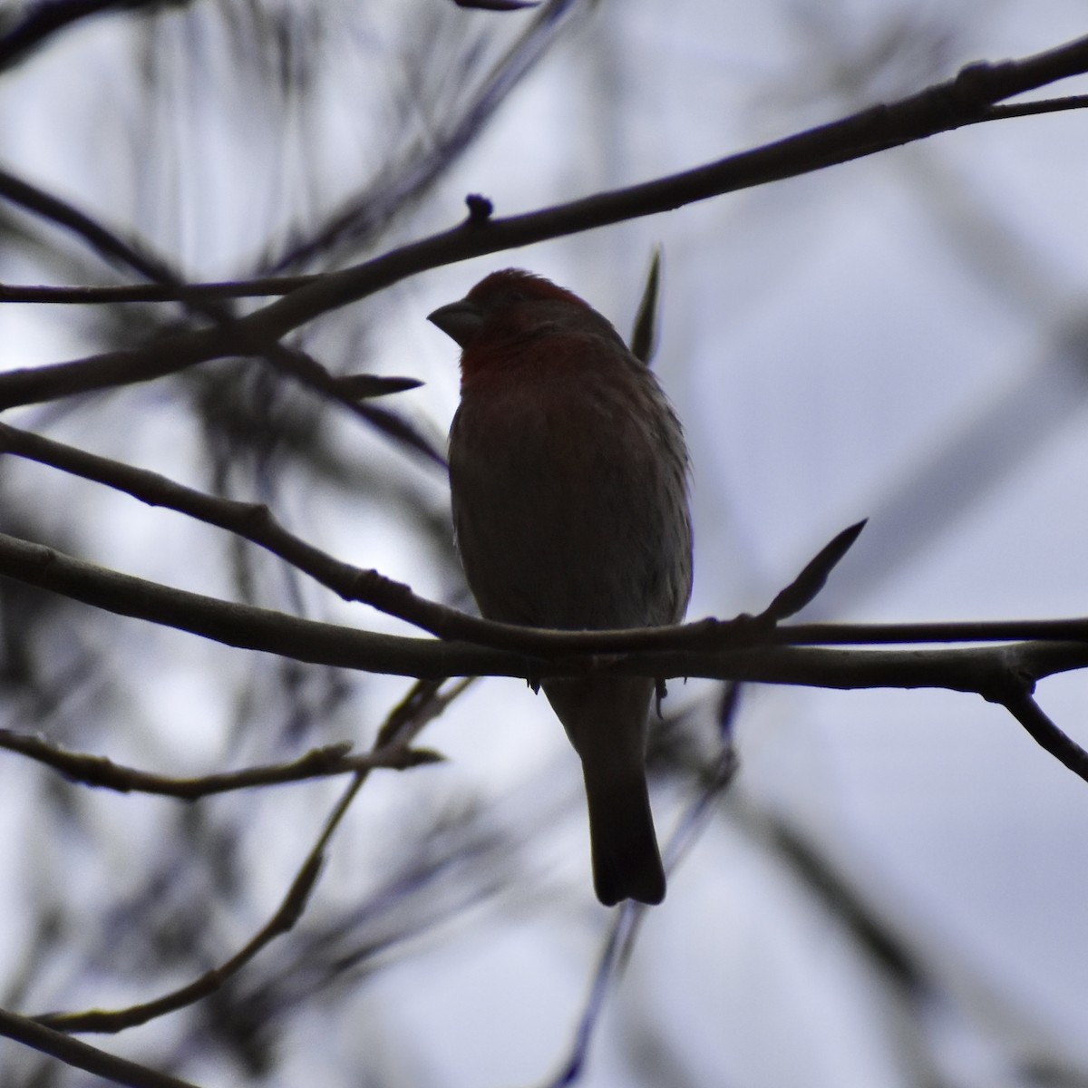 House Finch - ML615020804