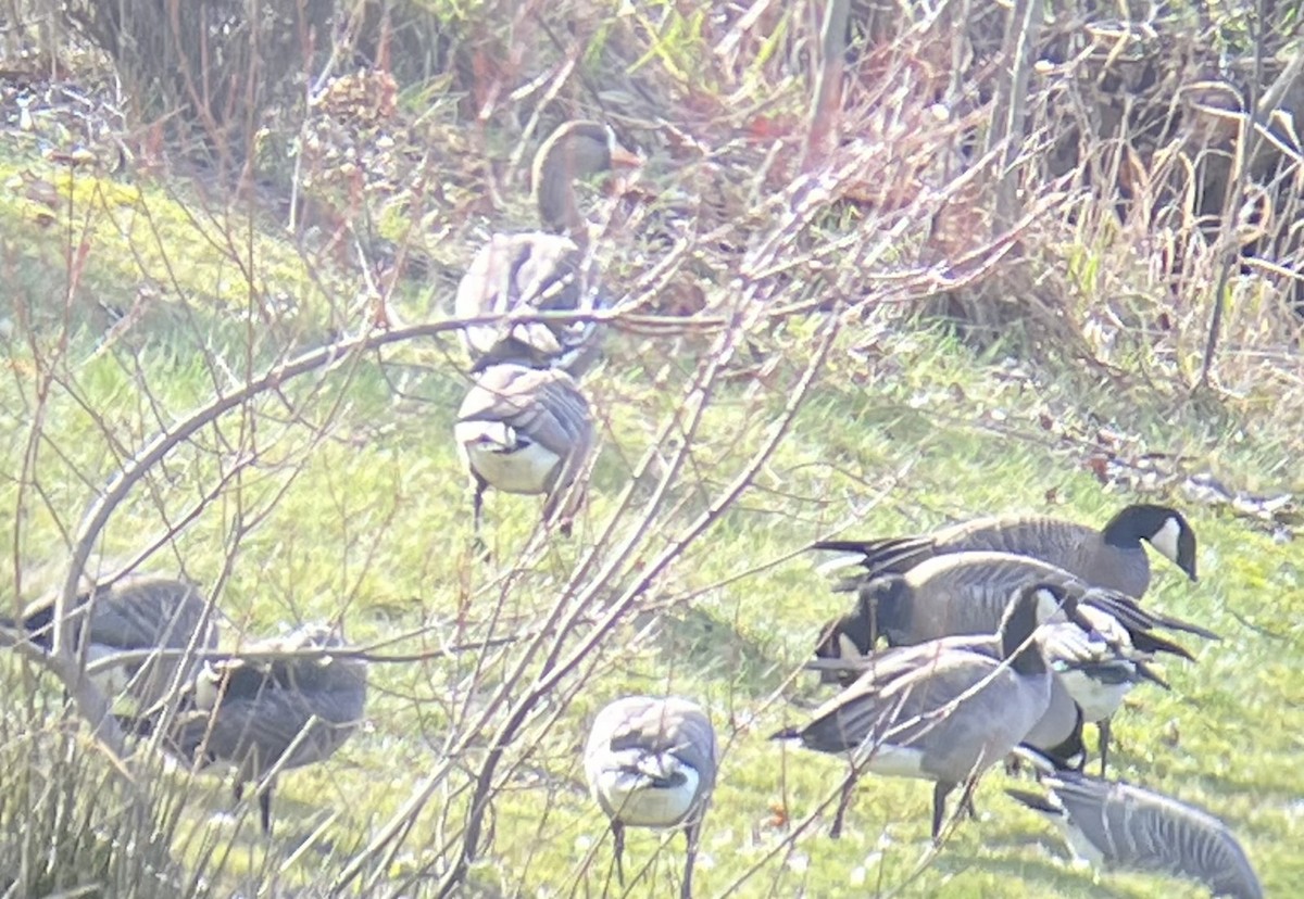 Domestic goose sp. (Domestic type) - V Thompson