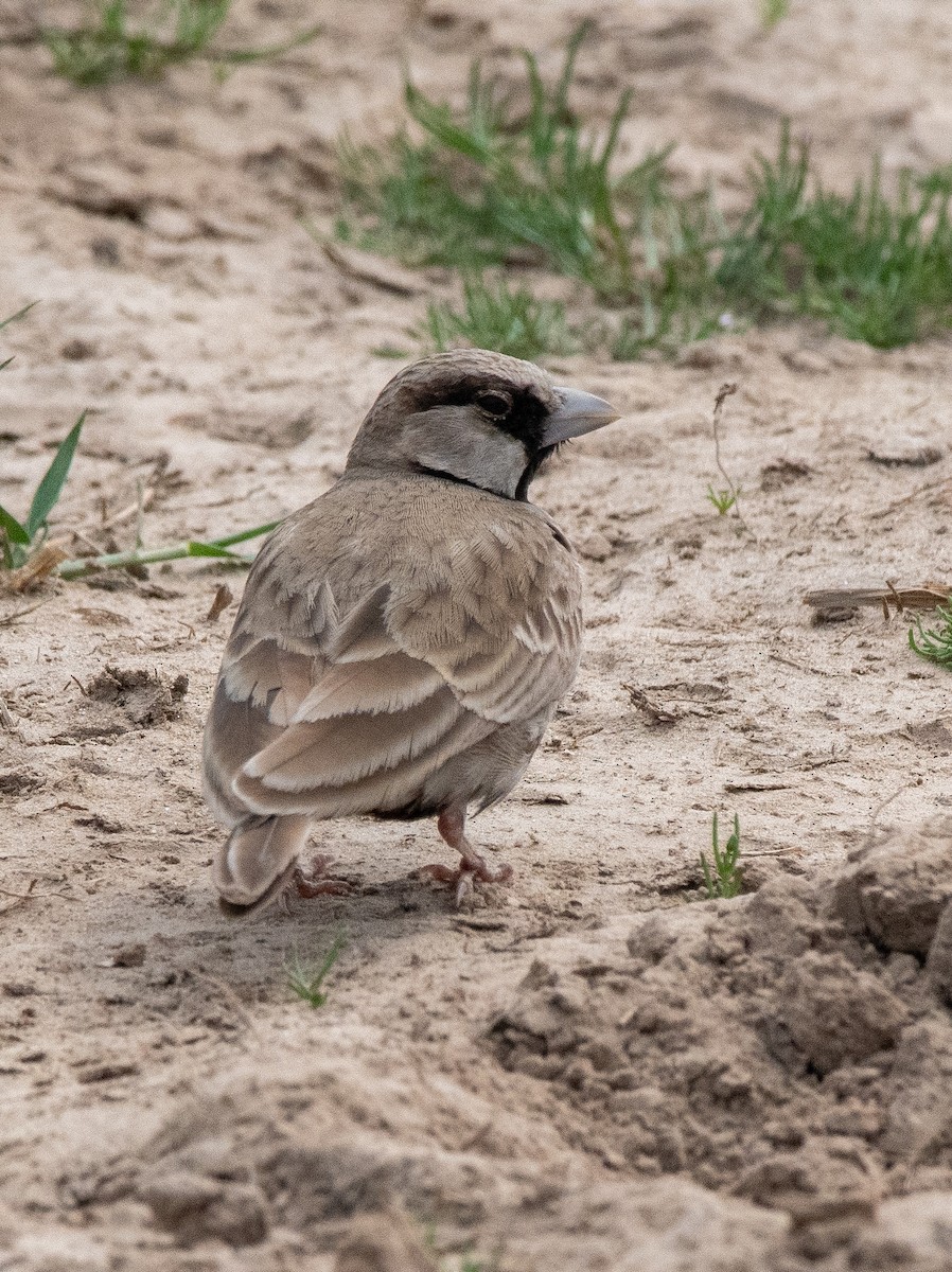 Ashy-crowned Sparrow-Lark - ML615020863