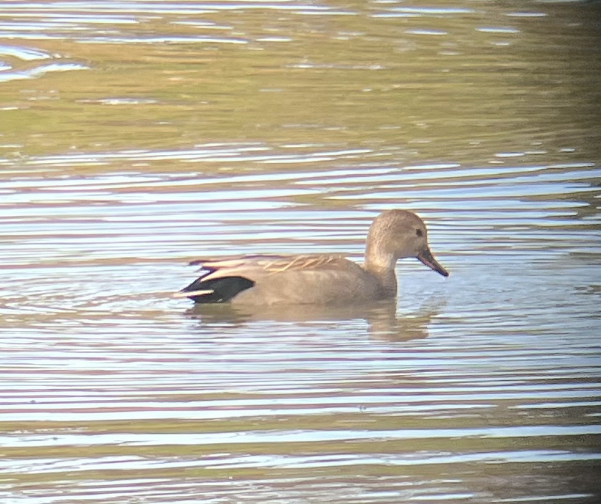 Gadwall - V Thompson