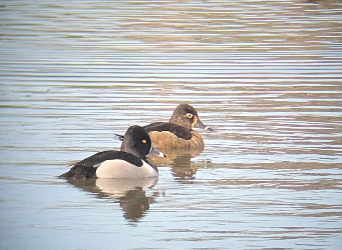 Ring-necked Duck - V Thompson