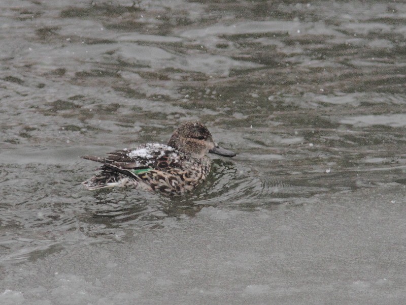 Green-winged Teal - Alain Deschamps