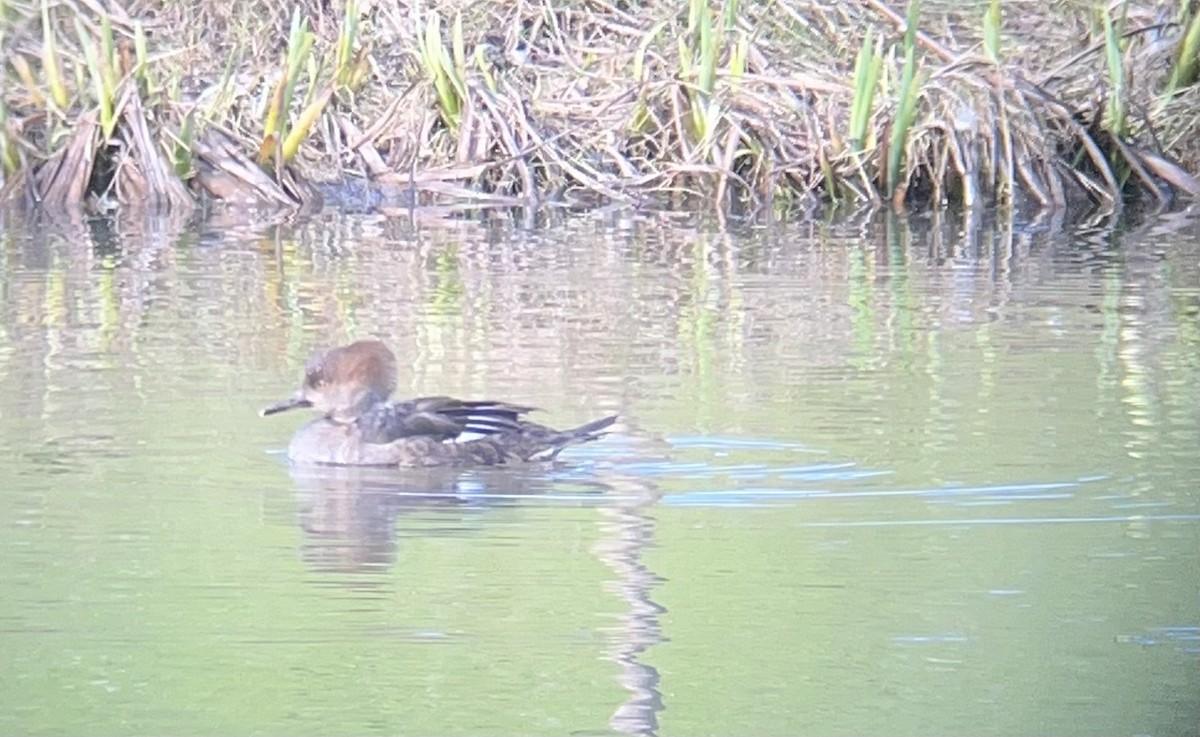 Hooded Merganser - V Thompson