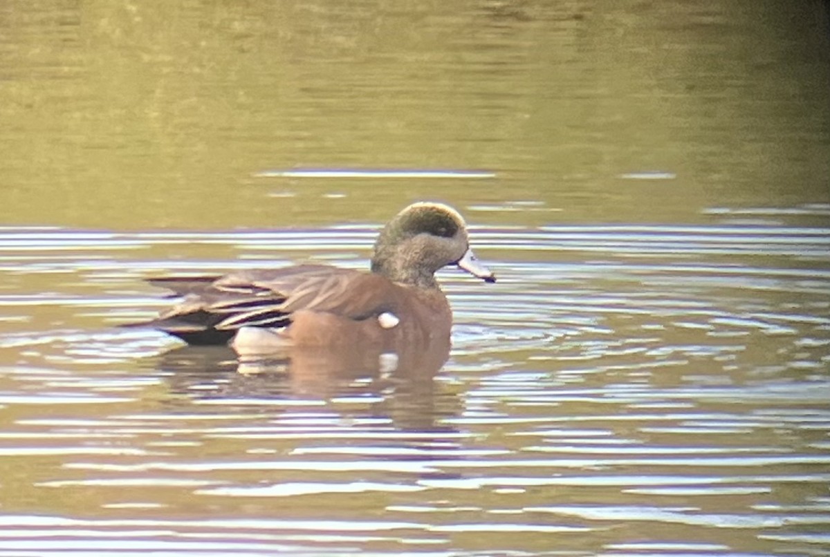 American Wigeon - V Thompson