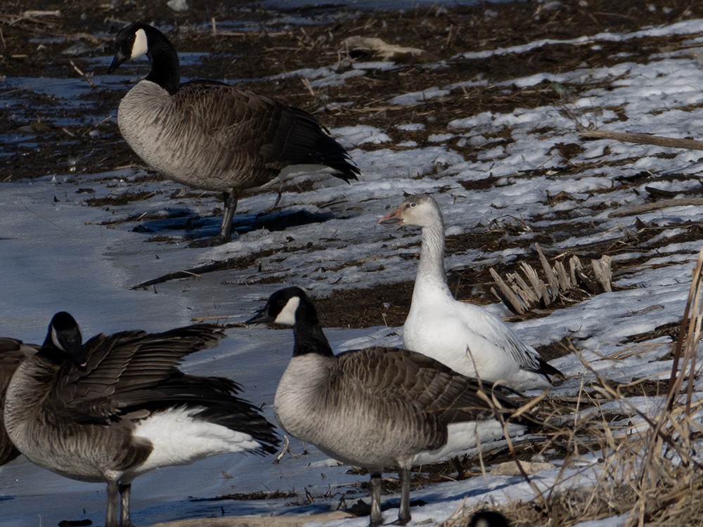 Snow Goose - ML615020951