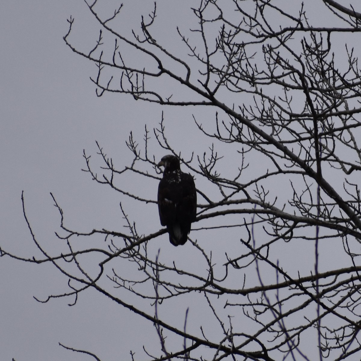 Bald Eagle - ML615020952