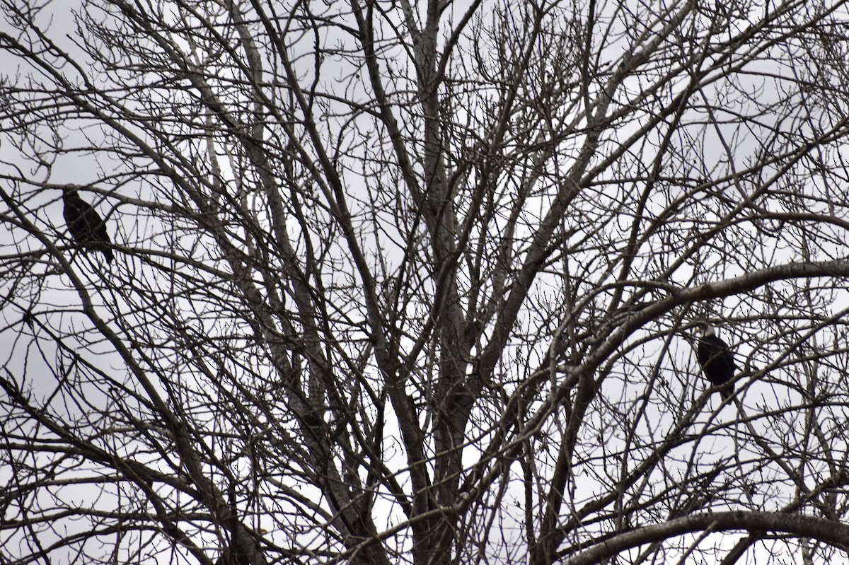 Bald Eagle - ML615020967