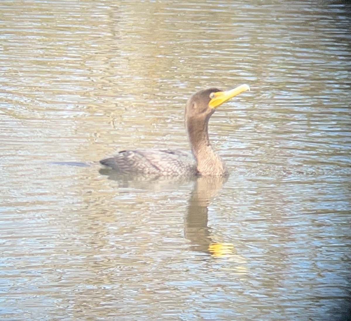 Double-crested Cormorant - V Thompson