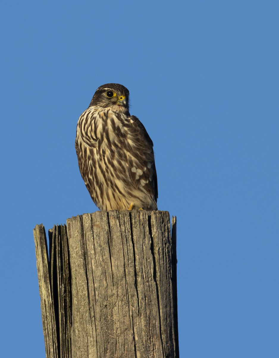 Merlin - ML615020971