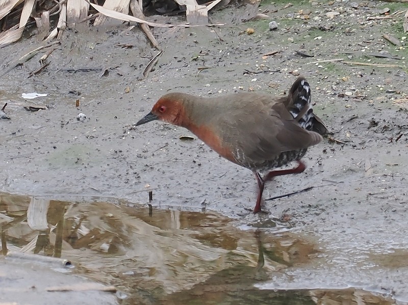 Ruddy-breasted Crake - ML615020977