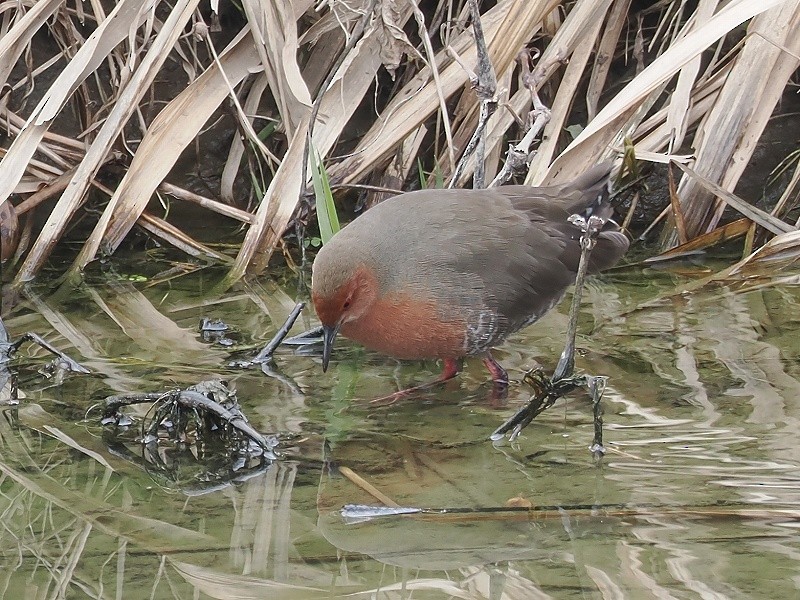 Ruddy-breasted Crake - ML615020992