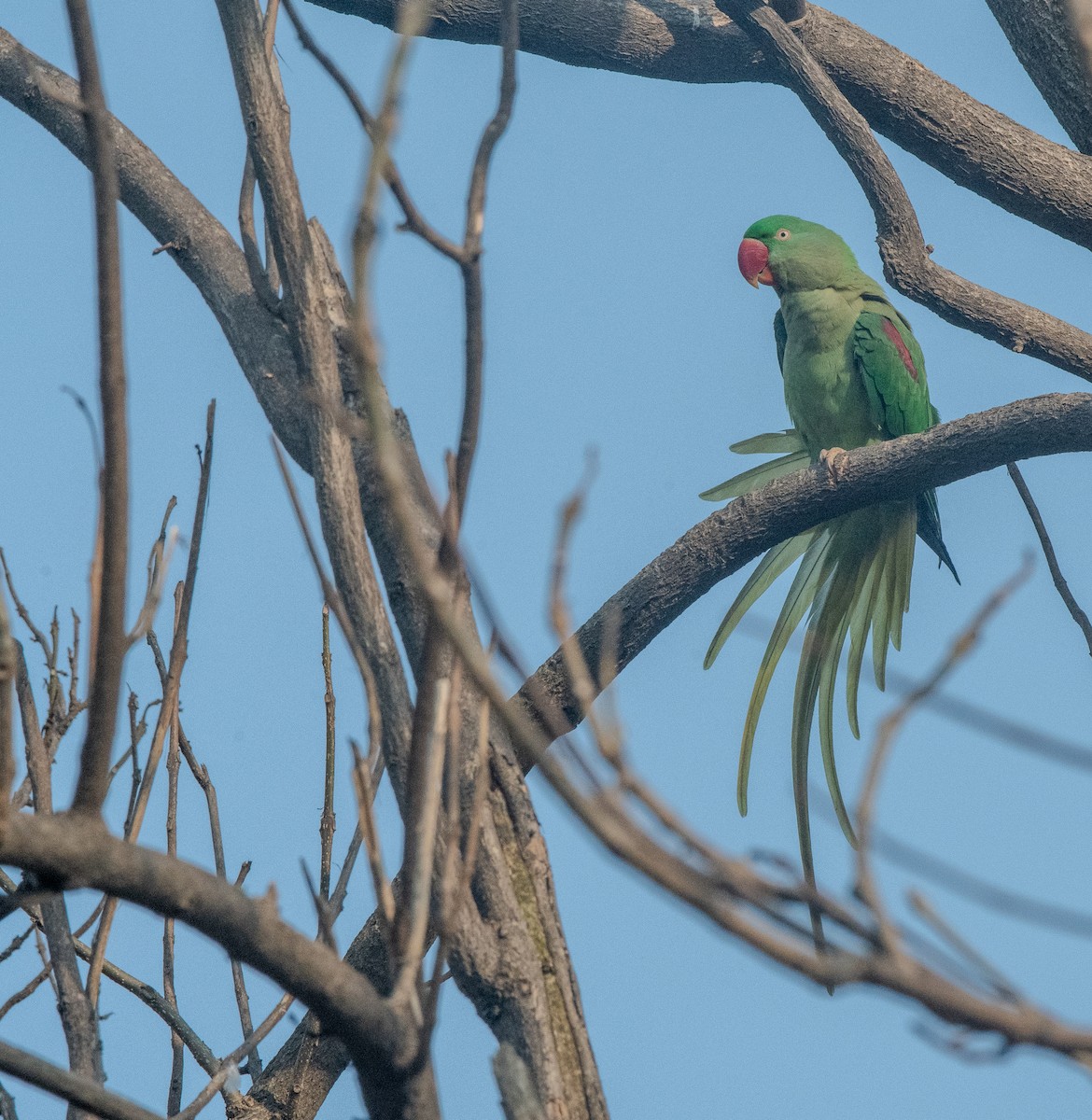 Alexandrine Parakeet - ML615020997