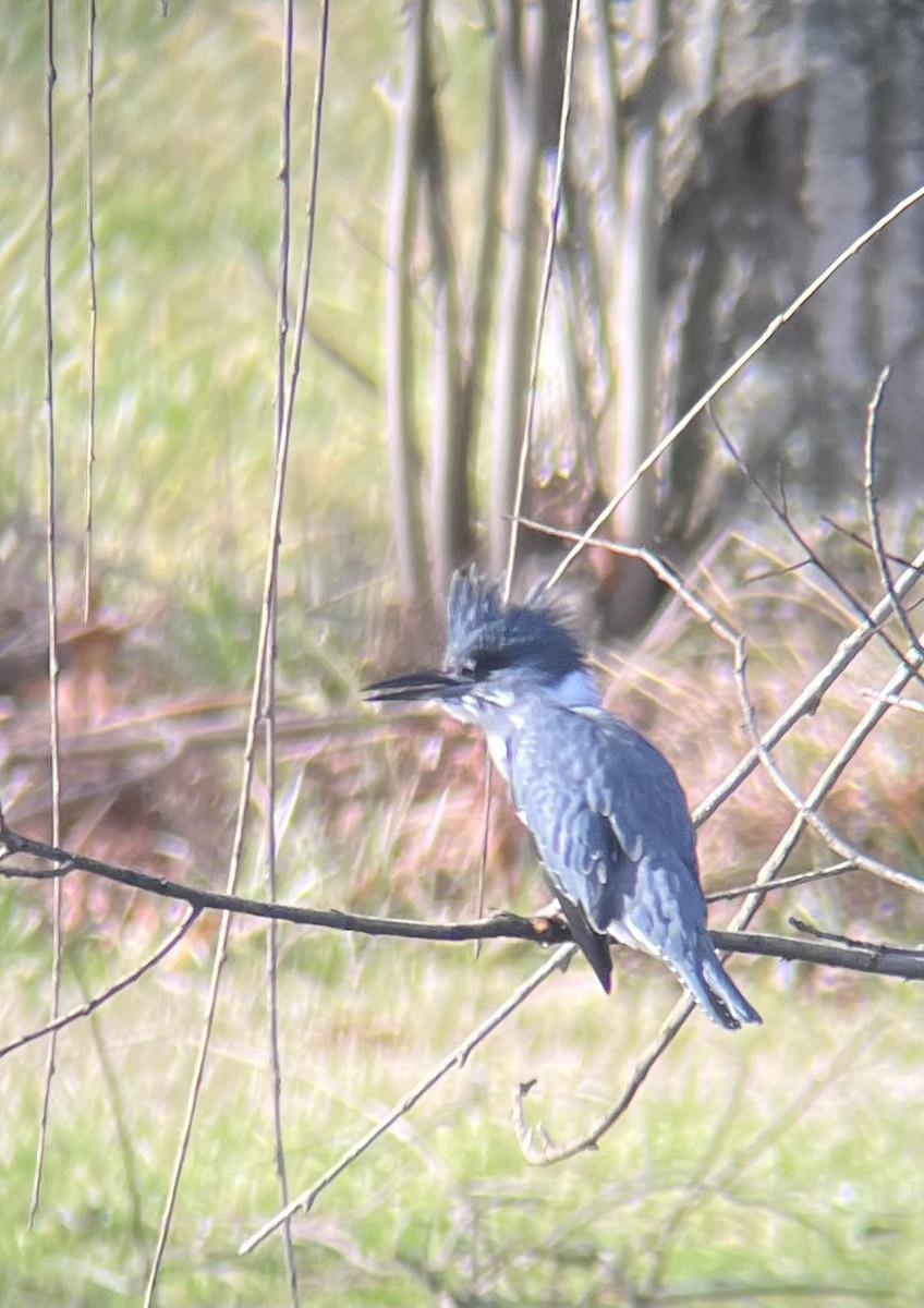 Belted Kingfisher - V Thompson