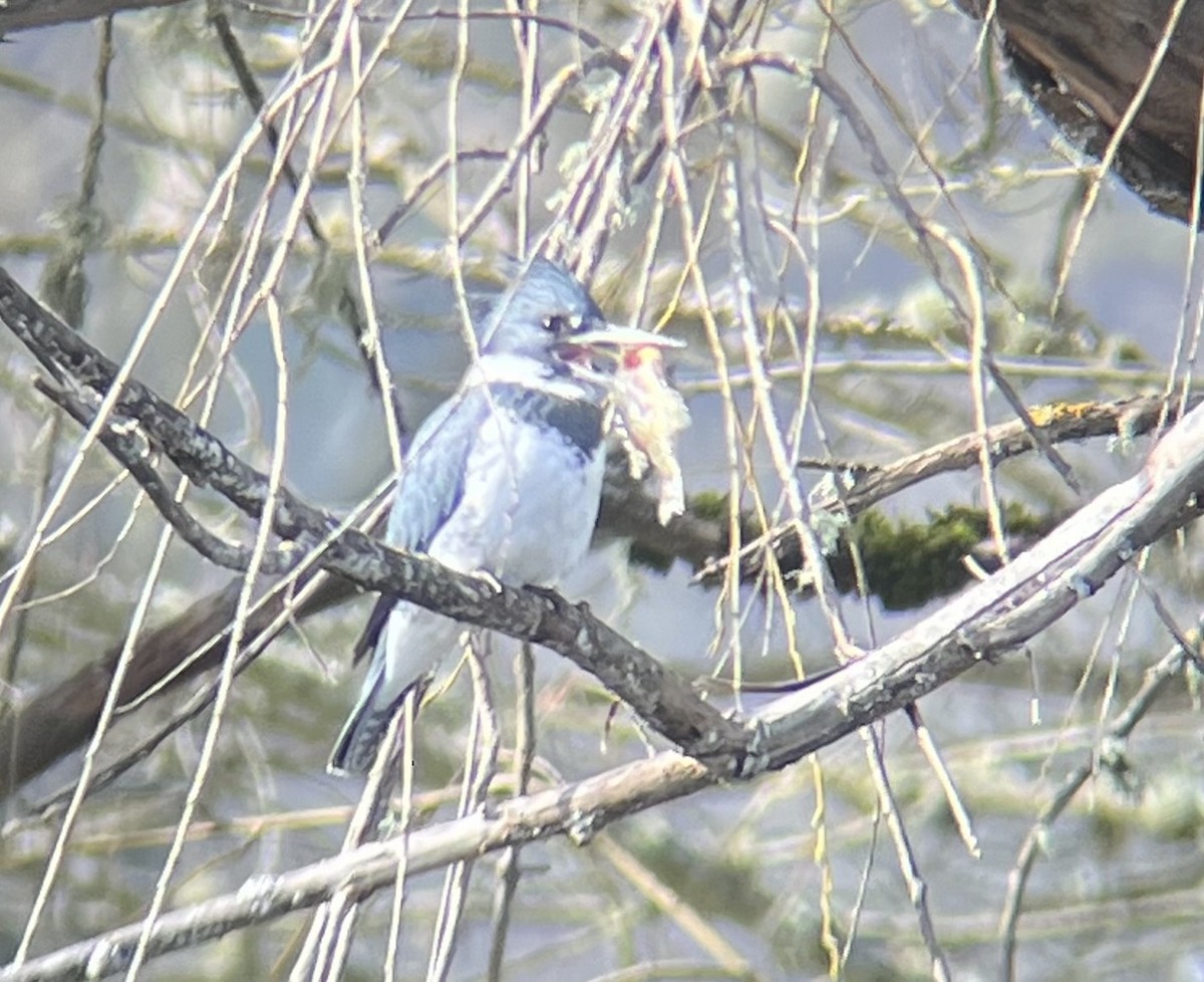 Belted Kingfisher - V Thompson