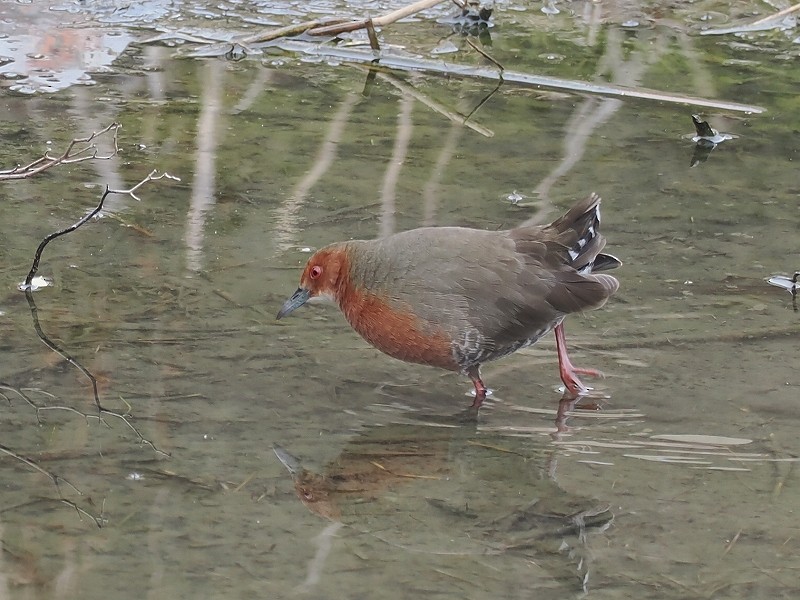 Ruddy-breasted Crake - ML615021017