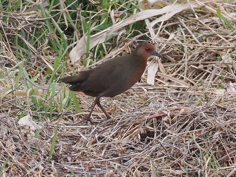Ruddy-breasted Crake - ML615021026