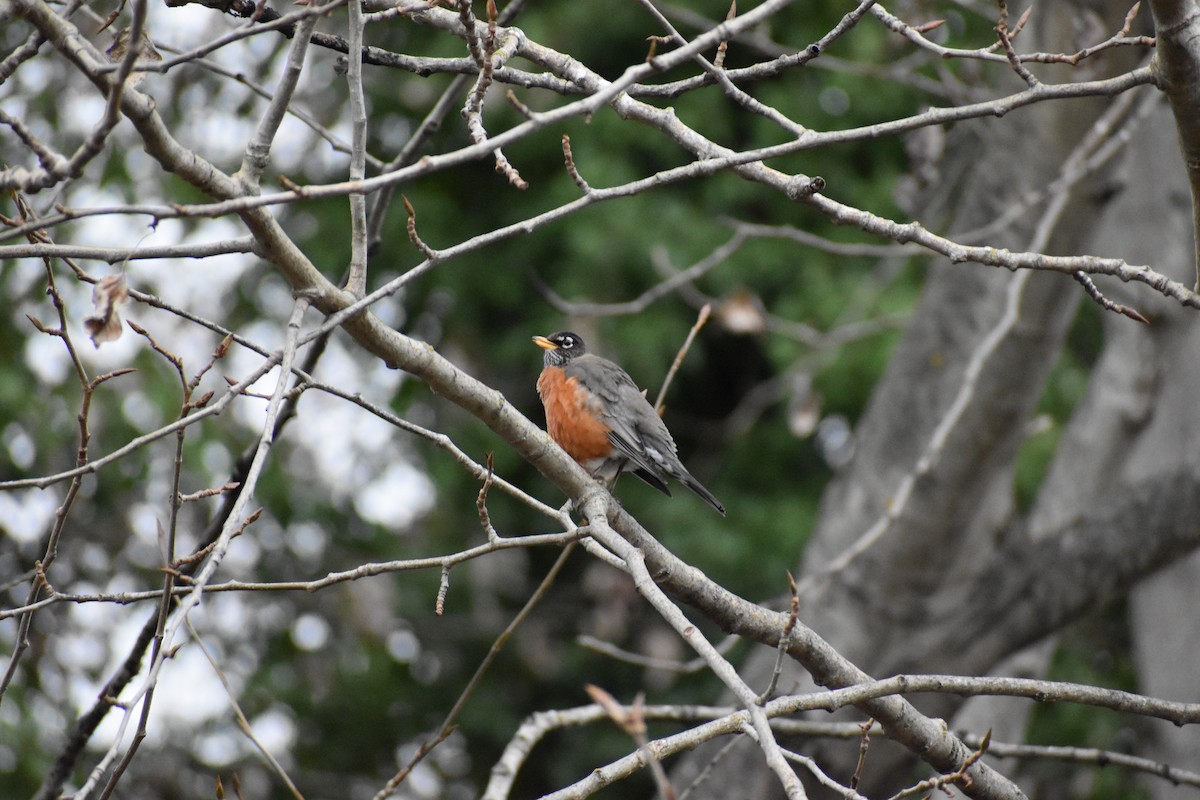 American Robin - ML615021032