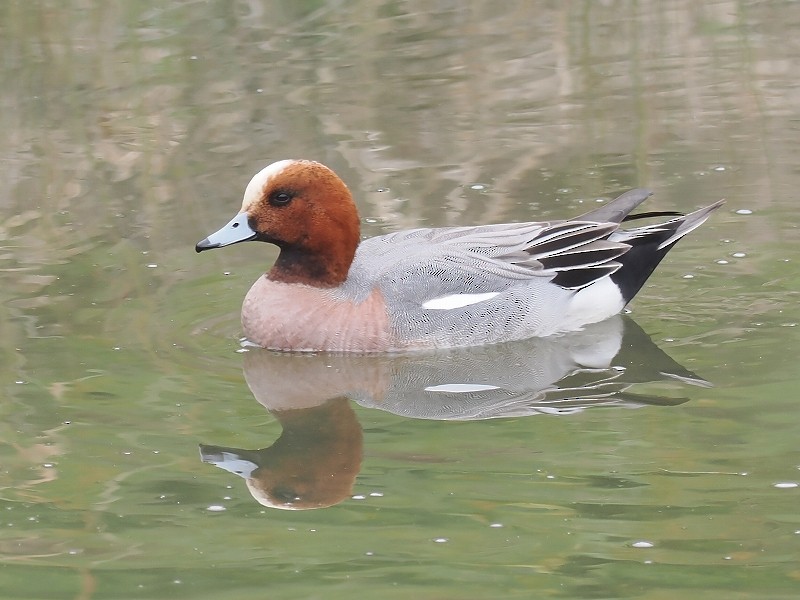 Eurasian Wigeon - ML615021098
