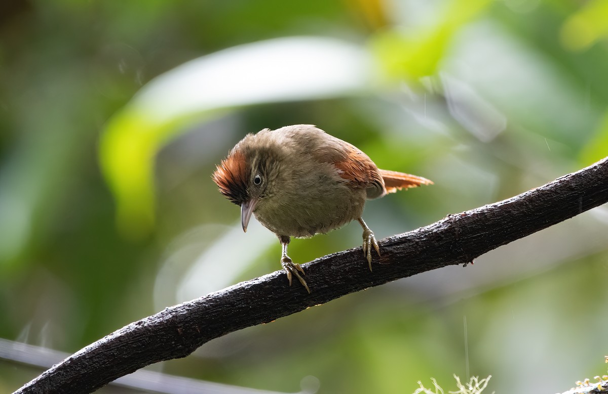Streak-capped Spinetail - ML615021148