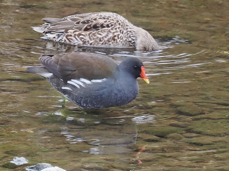 Eurasian Moorhen - ML615021171