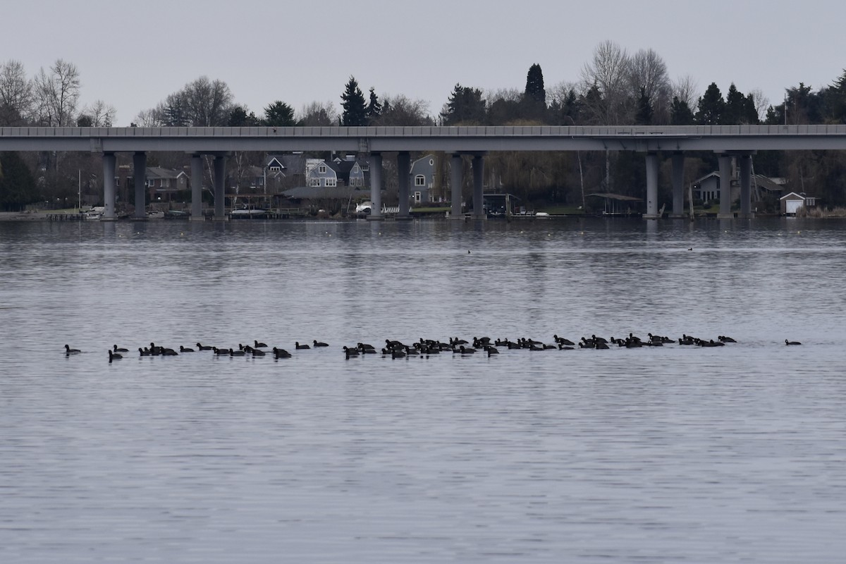 American Coot - ML615021176