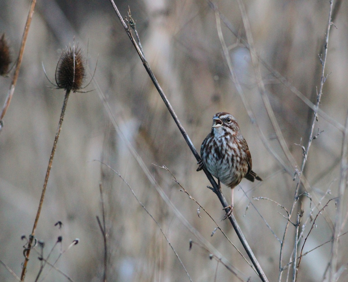 Song Sparrow - Katie Dyell