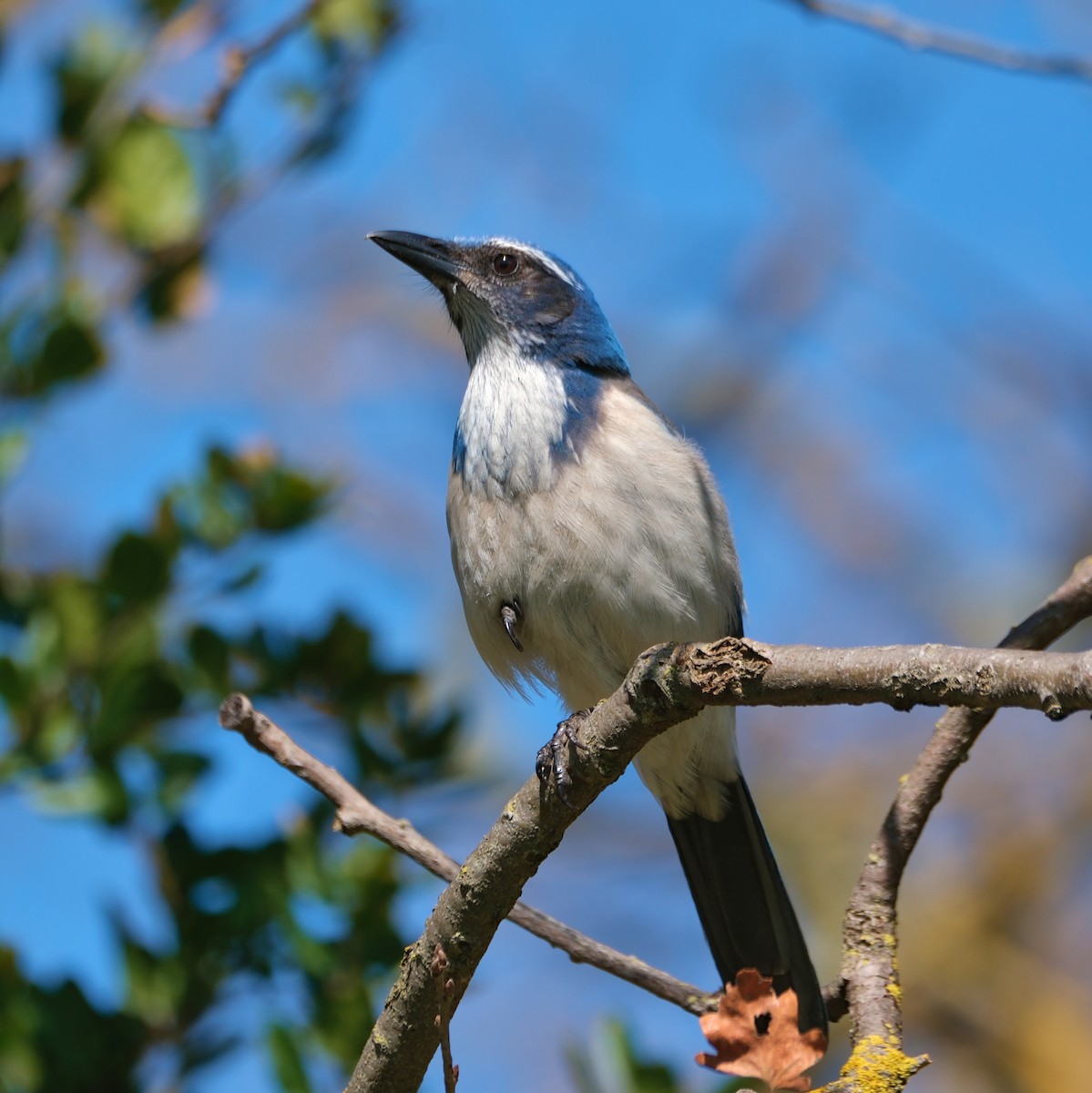 California Scrub-Jay - ML615021200