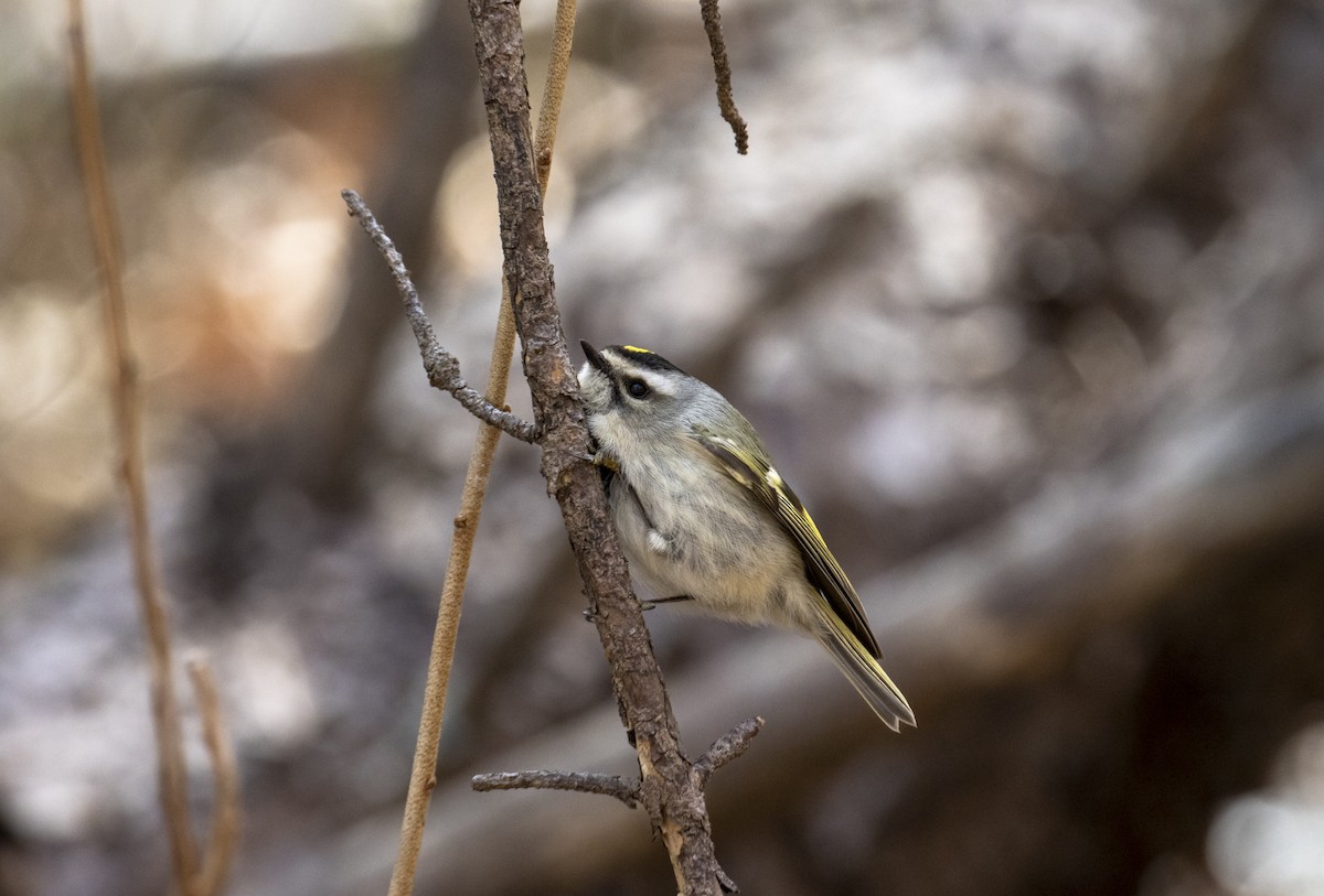 Golden-crowned Kinglet - ML615021211