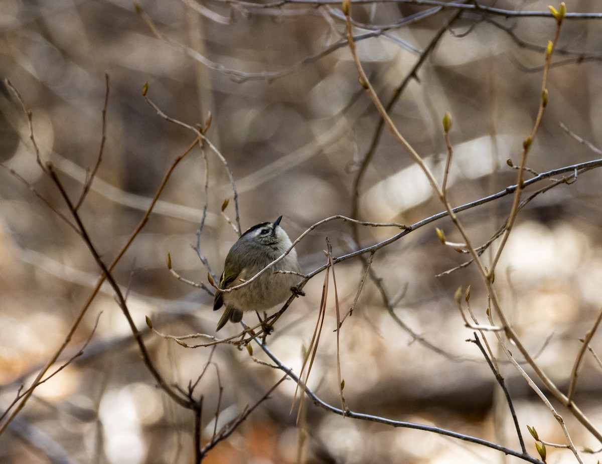 Golden-crowned Kinglet - ML615021212