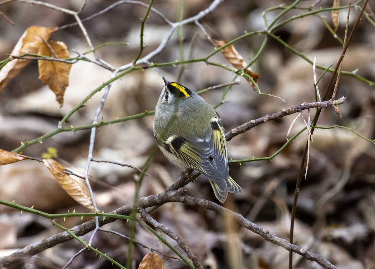 Golden-crowned Kinglet - ML615021213