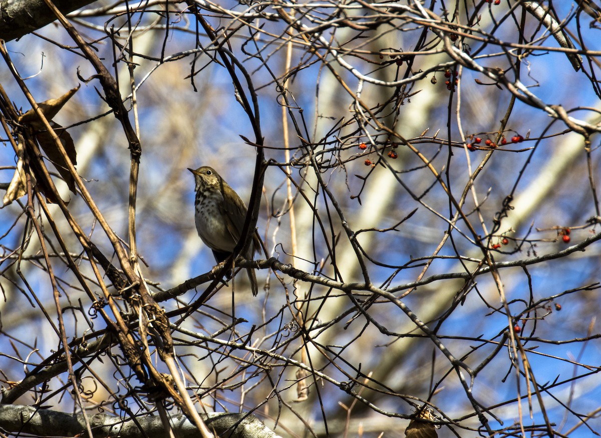 Hermit Thrush - ML615021255