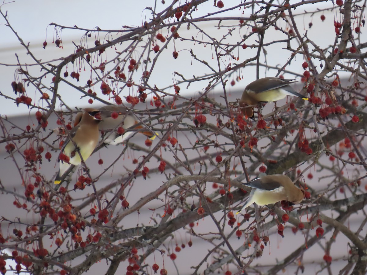 Cedar Waxwing - ML615021279