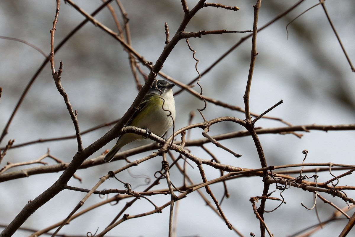 Blue-headed Vireo - Sarah Webb