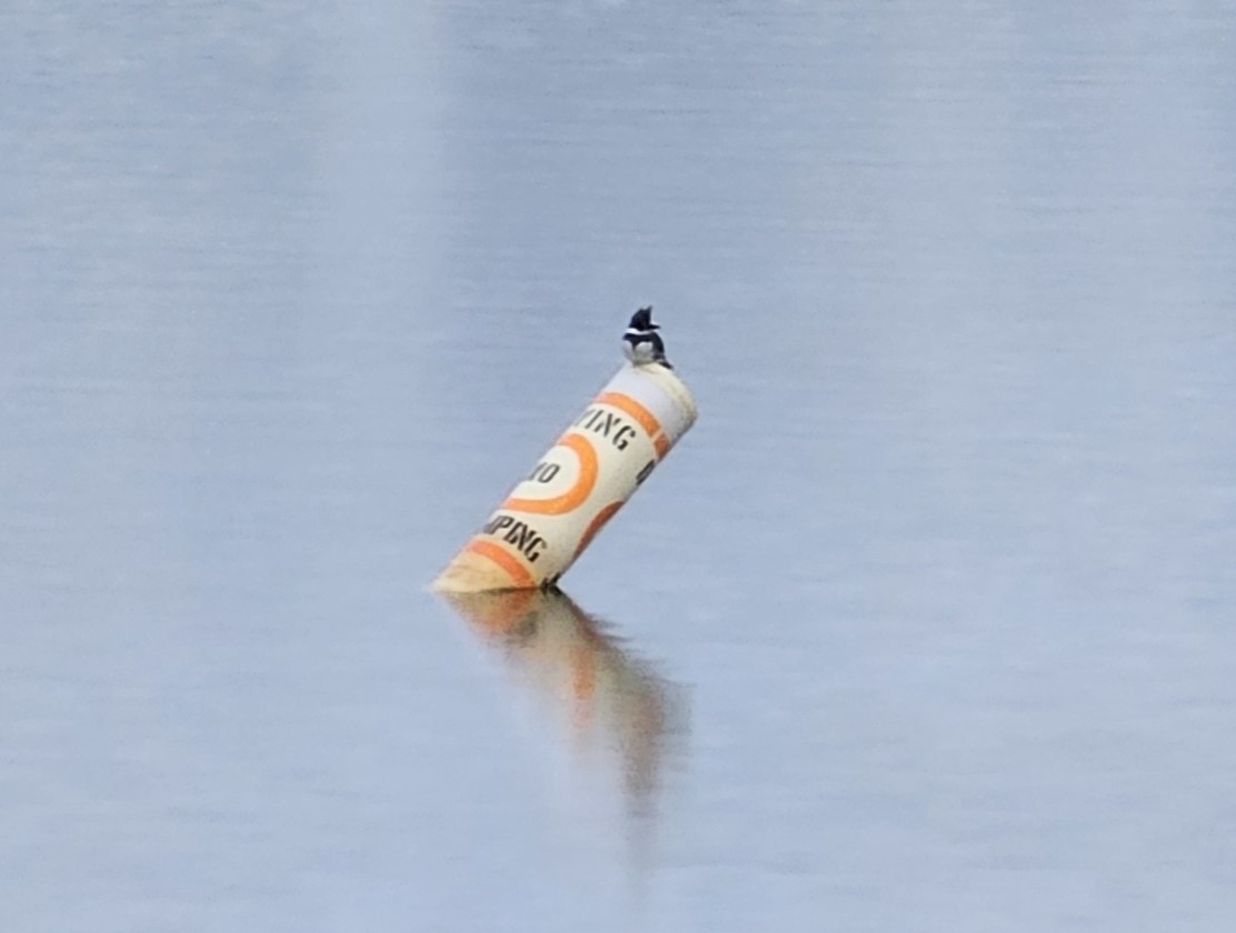 Belted Kingfisher - ML615021373