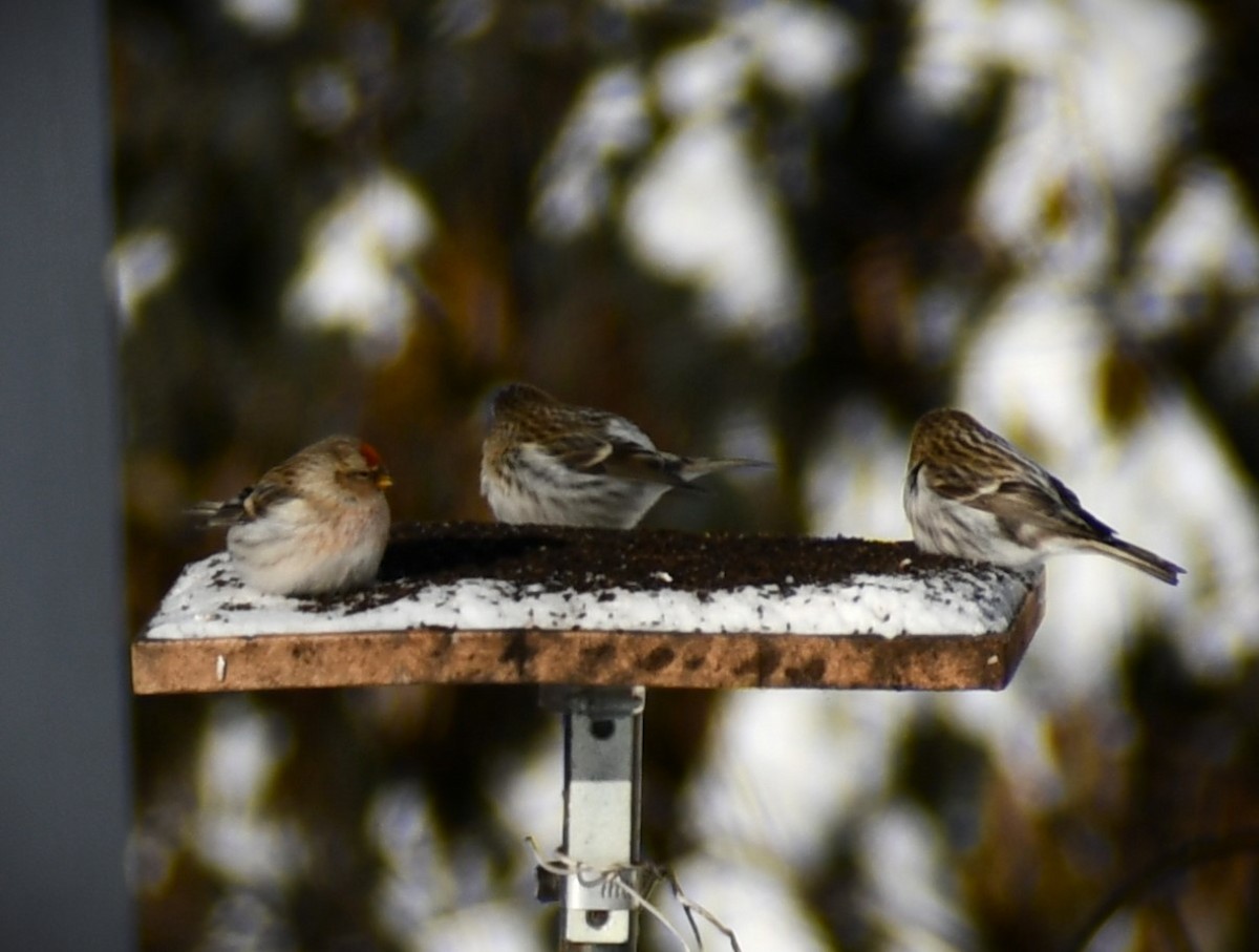 Hoary Redpoll - ML615021378