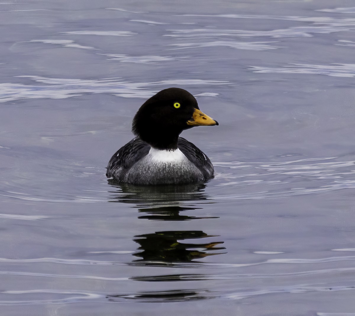 Barrow's Goldeneye - ML615021454