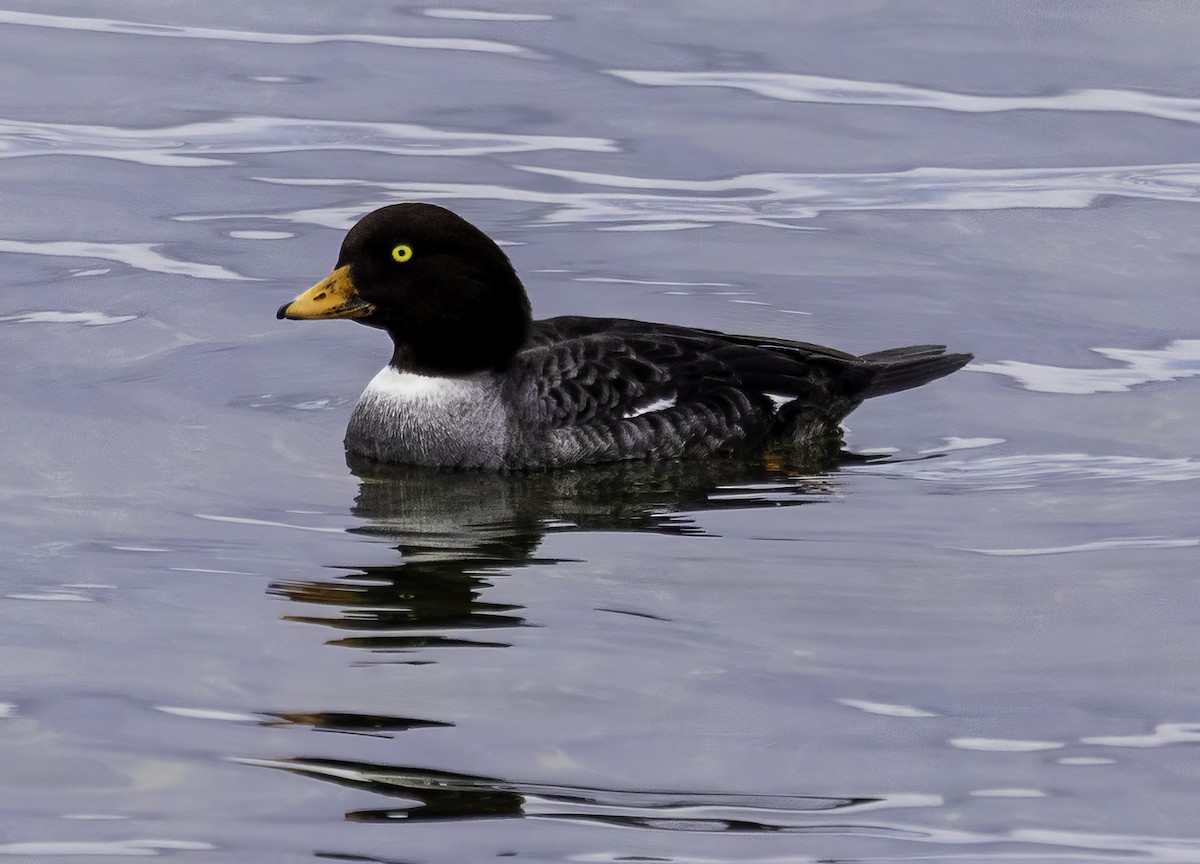 Barrow's Goldeneye - ML615021455