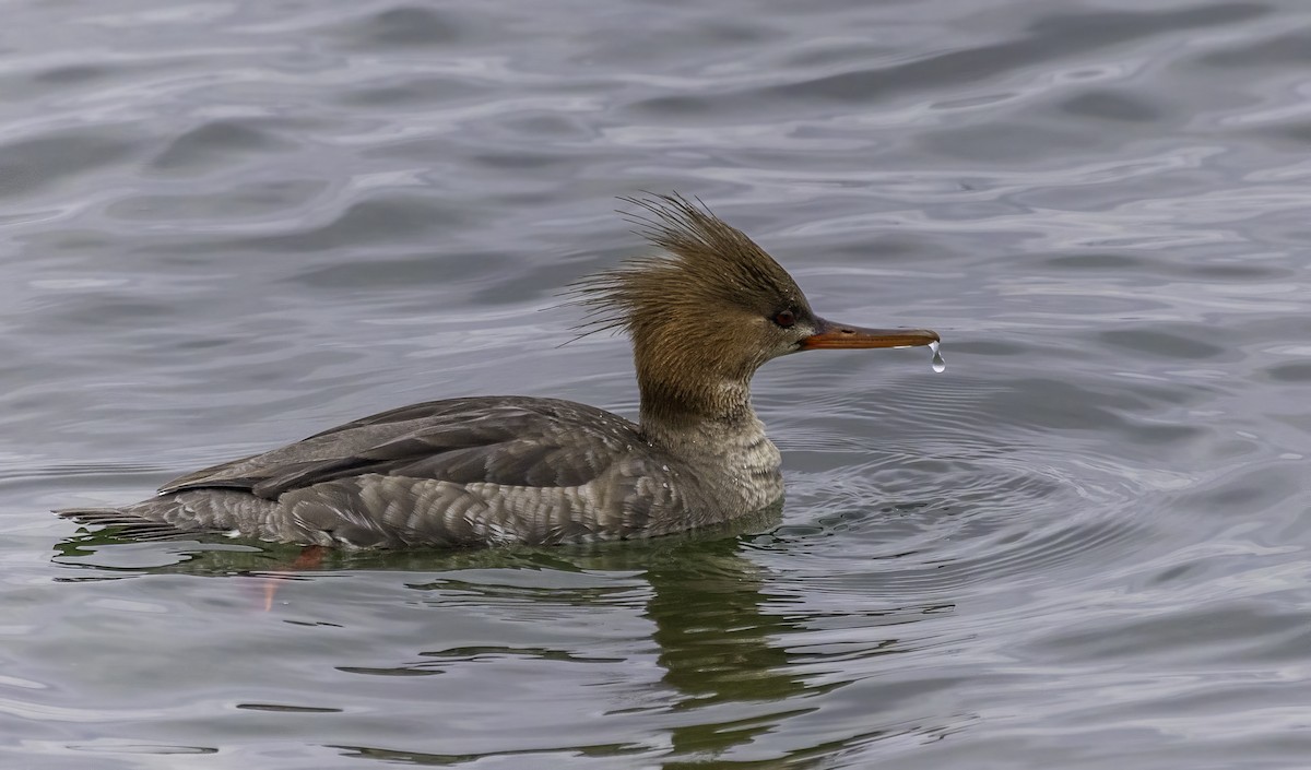 Red-breasted Merganser - ML615021474