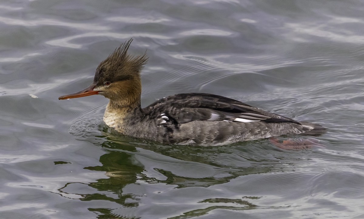 Red-breasted Merganser - Paul  Bueren