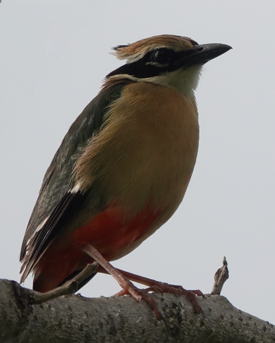 Indian Pitta - ML615021485