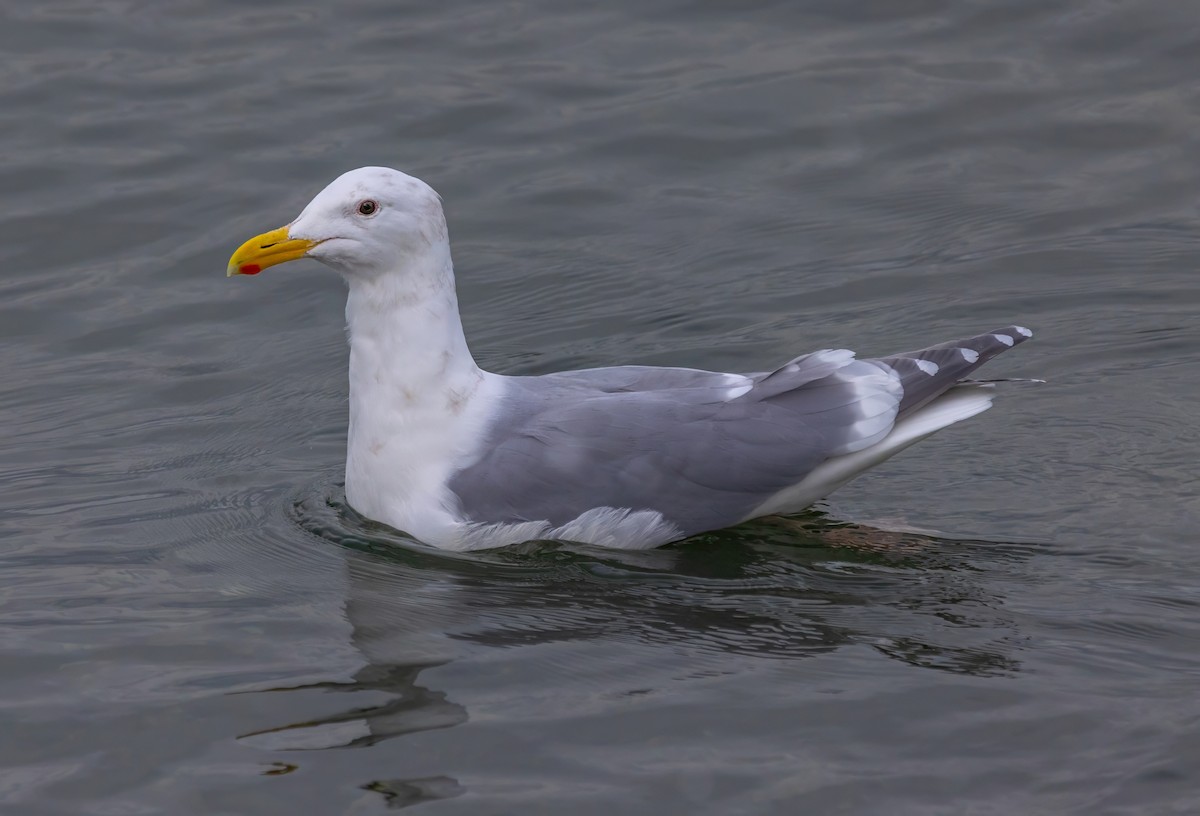 Glaucous-winged Gull - ML615021490