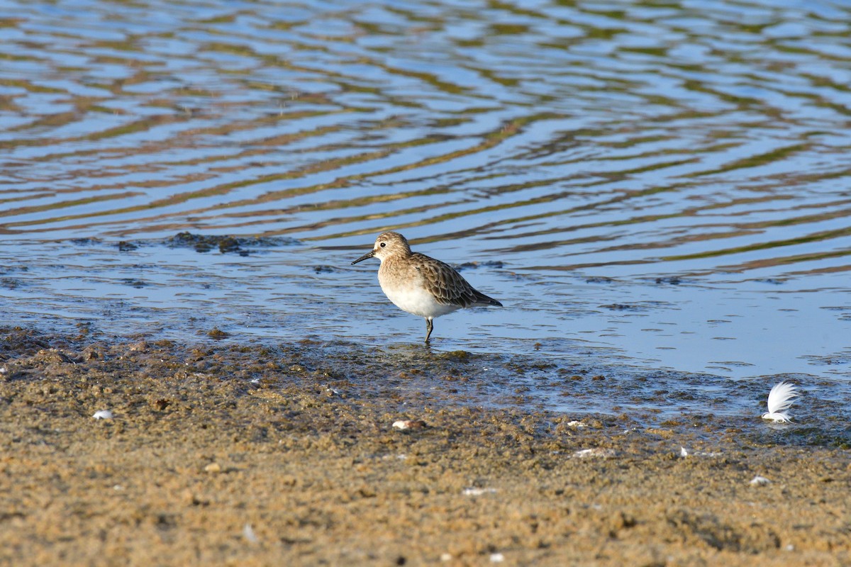 Baird's Sandpiper - Sergio Fuenzalida