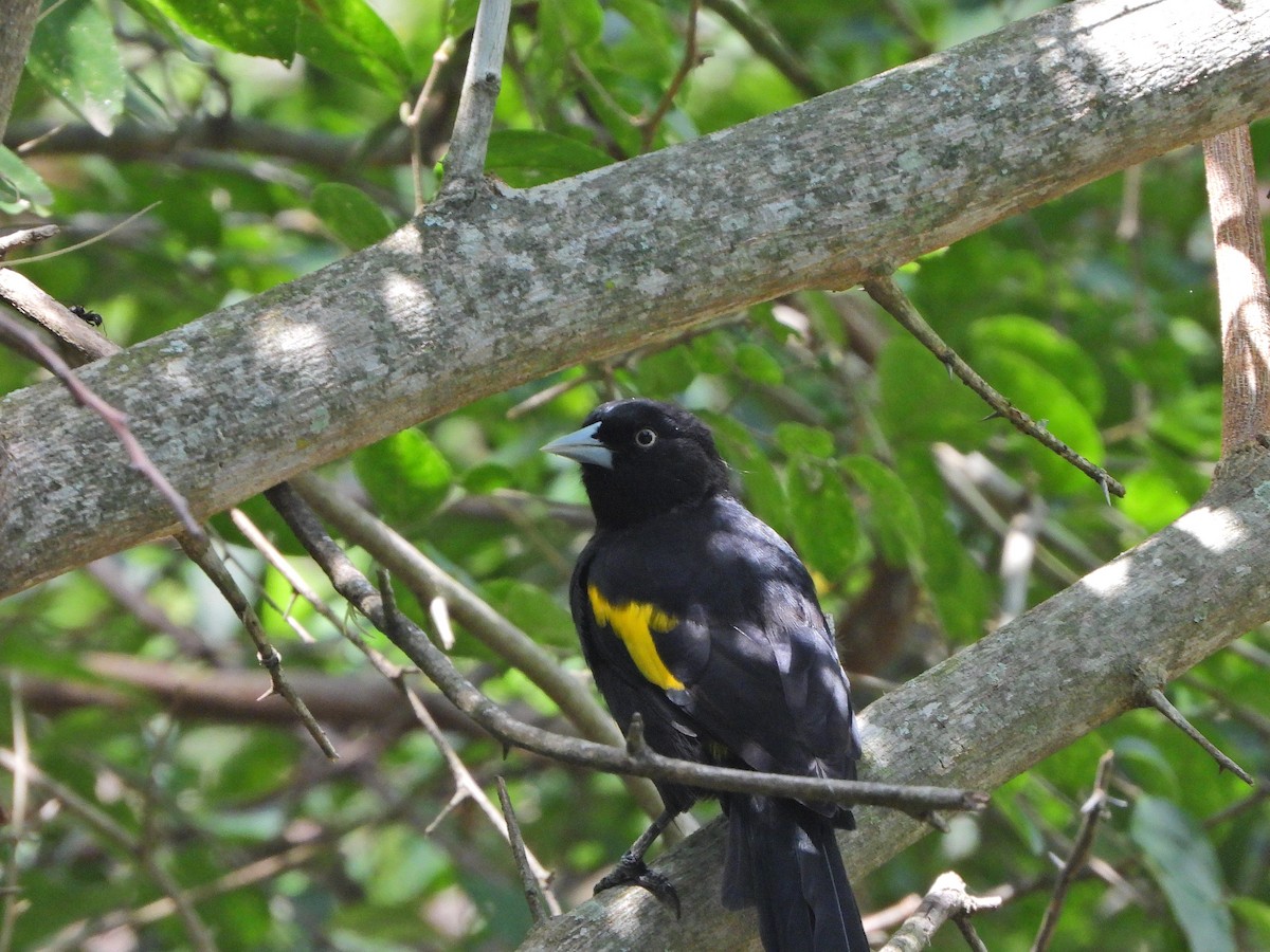 Golden-winged Cacique - ML615021635