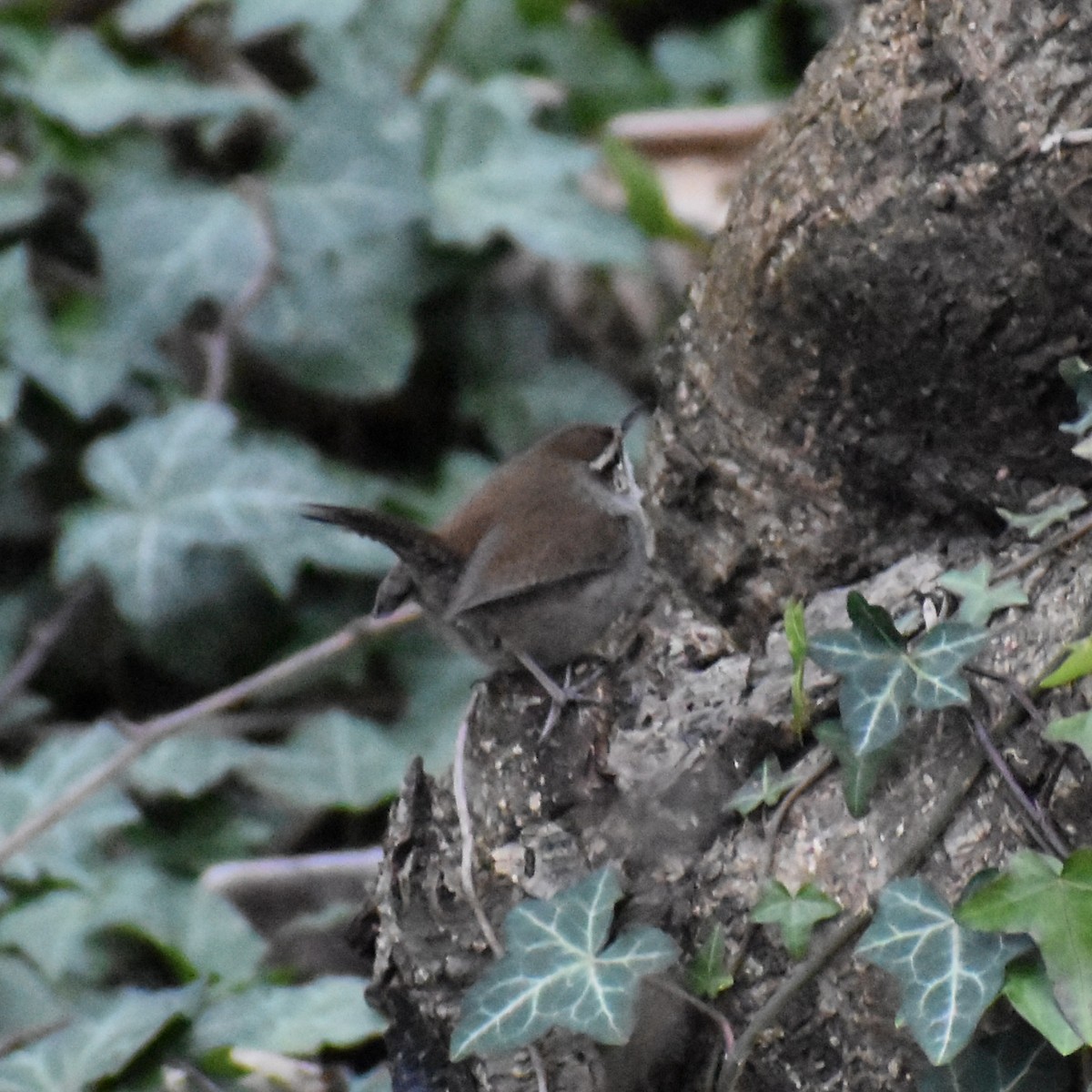 Bewick's Wren - ML615021636